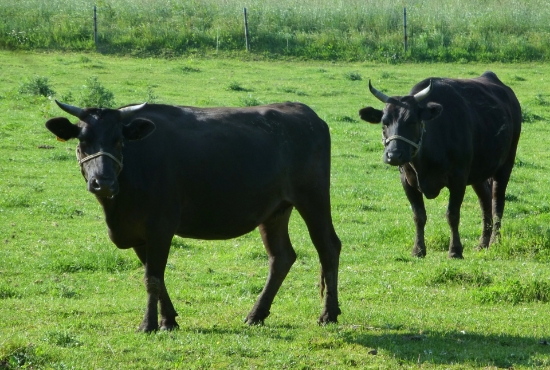 瀬戸内の恵みを受けた、香川が誇る「オリーブ牛」